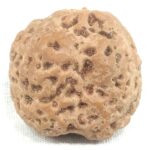 Collector Size Nirakar Rudraksha