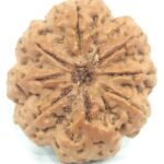 Rare Super Collector Size 8 Mukhi Rudraksha With 8 Complete Seeds - Nepal