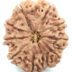 Rare Super Collector 9 Mukhi Rudraksha with 9 Complete Seeds - Nepal