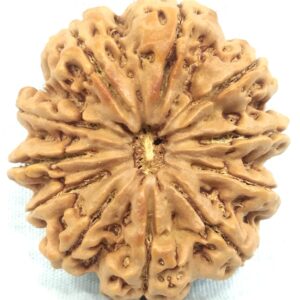 Super Collector 11 Mukhi Rudraksha - Nepal