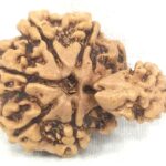 Collector 1 Mukhi Savar Rudraksha / Collector Naag Savar Rudraksh