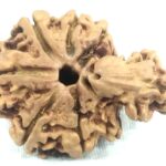 Collector 1 Mukhi Savar Rudraksha / Collector Naag Savar Rudraksh