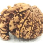 Super Collector Size 1 Mukhi Savar Rudraksha / Super Collector Naag Savar Rudraksh