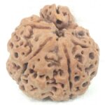 Super Collector Size 1 Mukhi Savar Rudraksha / Super Collector Naag Savar Rudraksh