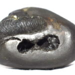 Pattabhi Rama Shaligram