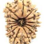 14 Mukhi Rudraksha - Nepal