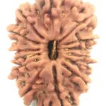 14 Mukhi Rudraksha - Nepal