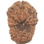 14 Mukhi Rudraksha