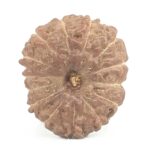 14 Mukhi Rudraksha