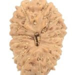 14 Mukhi Rudraksha
