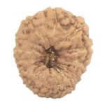 14 Mukhi Rudraksha