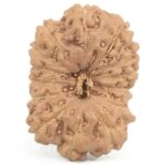 14 Mukhi Rudraksha