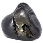 Taarksya Shaligram / Garuda Murti Shaligram