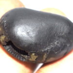 Matsya Shaligram