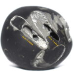 Vishvambhara Shaligram
