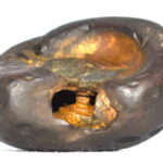 Trivikrama Shaligram