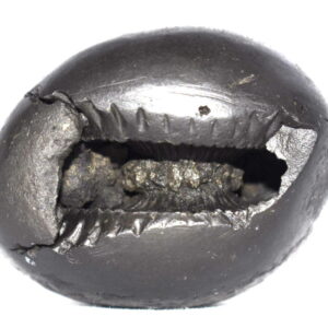 BaddhaChakra Narsimha Shaligram