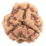 Collector 3 Mukhi Rudraksha - Nepal