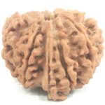 8 Mukhi Ganesha Rudraksha