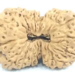 Rare Super Collector Size 20 Mukhi Gauri Shankar Rudraksha