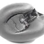 Rare Big Size Hayagriva Shaligram