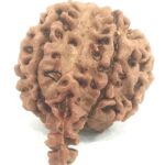 Super Collector Ganesh Rudraksha