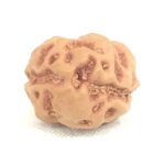 Collector 2 Mukhi Rudraksha