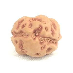 Collector 2 Mukhi Rudraksha