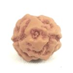 Collector 2 Mukhi Rudraksha