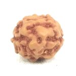 Collector 2 Mukhi Rudraksha