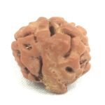 Rare 2 Mukhi Ganesha Rudraksha