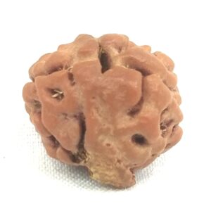 Rare 2 Mukhi Ganesha Rudraksha