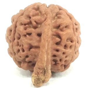 Collector Ganesh Rudraksha