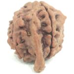Collector Ganesh Rudraksha