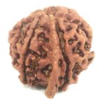 Collector Ganesh Rudraksha