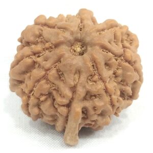 8 Mukhi Ganesha Rudraksha