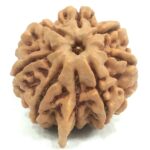 8 Mukhi Ganesha Rudraksha