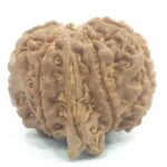 Collector Size 8 Mukhi Ganesha Rudraksha