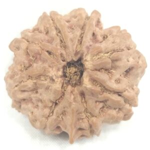 Collector Size 8 Mukhi Ganesha Rudraksha