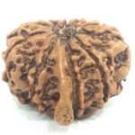 Rare 9 Mukhi Ganesha Rudraksha