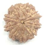10 Mukhi Ganesha Rudraksha - Nepal