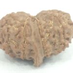 10 Mukhi Ganesha Rudraksha - Nepal