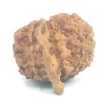 10 Mukhi Ganesha Rudraksha - Nepal