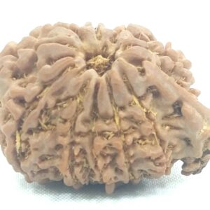 10 Mukhi Ganesha Rudraksha - Nepal