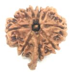 Super Collector 9 Mukhi Ganesha Rudraksha