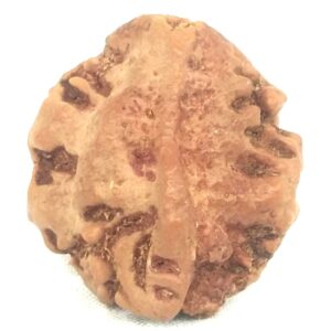 Rare Collector 2 Mukhi Ganesha Rudraksha