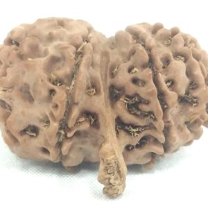 Gauri Shankar Ganesh Rudraksha - 9 Mukhi