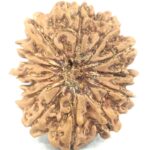 Collector Size 14 Mukhi Rudraksha - Nepal