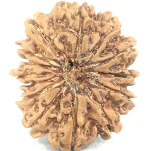 Collector Size 14 Mukhi Rudraksha - Nepal