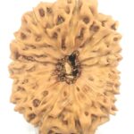 Super Collector 14 mukhi Rudraksha - Java